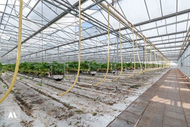 Tuinbouwbedrijf op 9,2ha 3